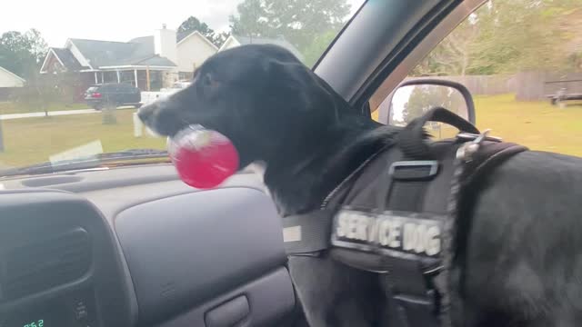 Pup is Pumped for Grandma's House