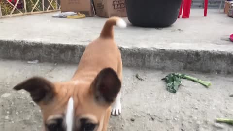 slow motion video of cute puppy. the puppy is running.