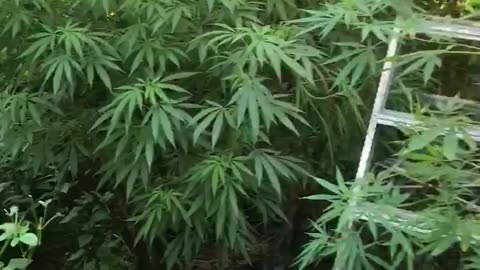 Guerrilla grow 420