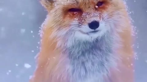 The fox in the most beautiful snow