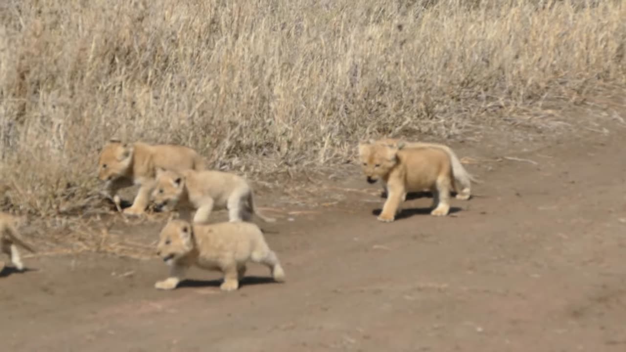 Incredible Journey: Six Adorable Lion Cubs Embark on Their First Outdoor Adventure