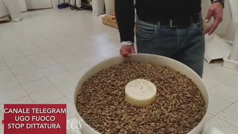 🔴💣MANGIATI IL GRILLO