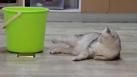 Cute and funny cat video.
