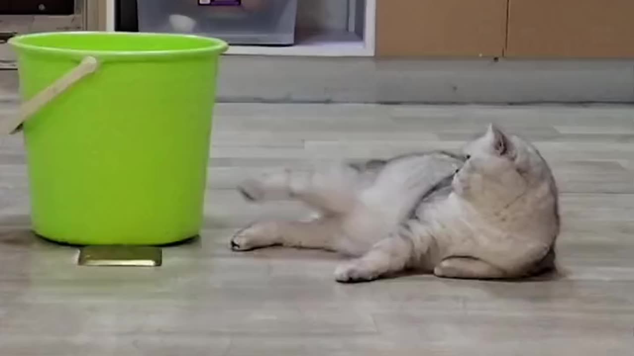 Cute and funny cat video.