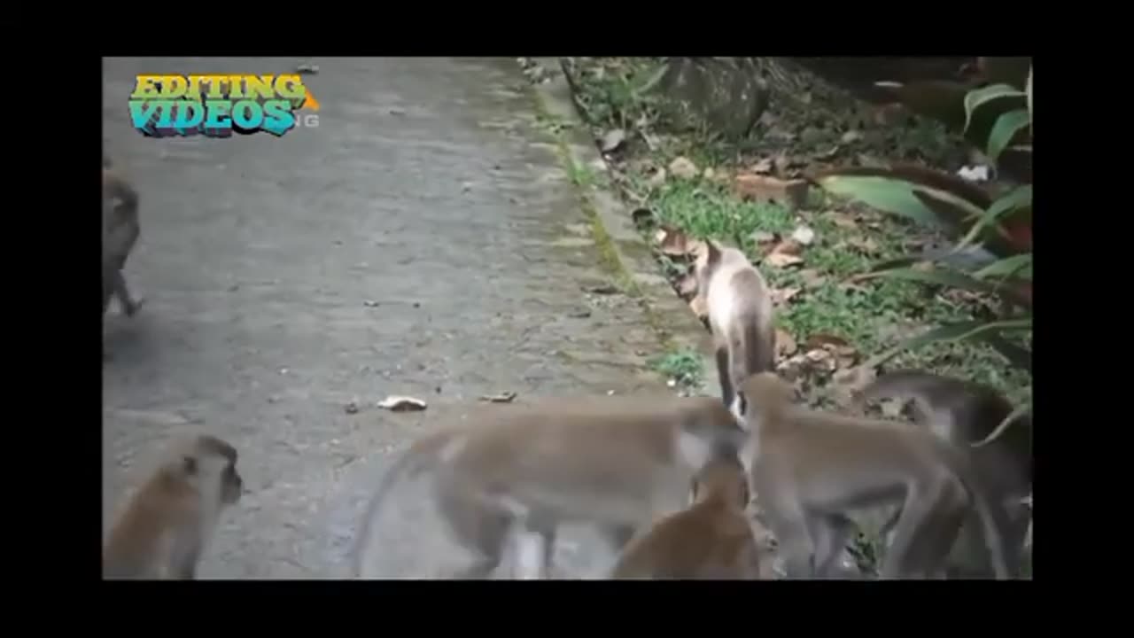 cat & monkey fight. hahaha