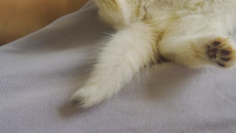 The Biggest Kitten Tail In The World