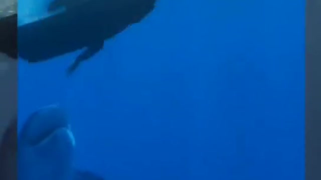 Get up close and personal with sharks