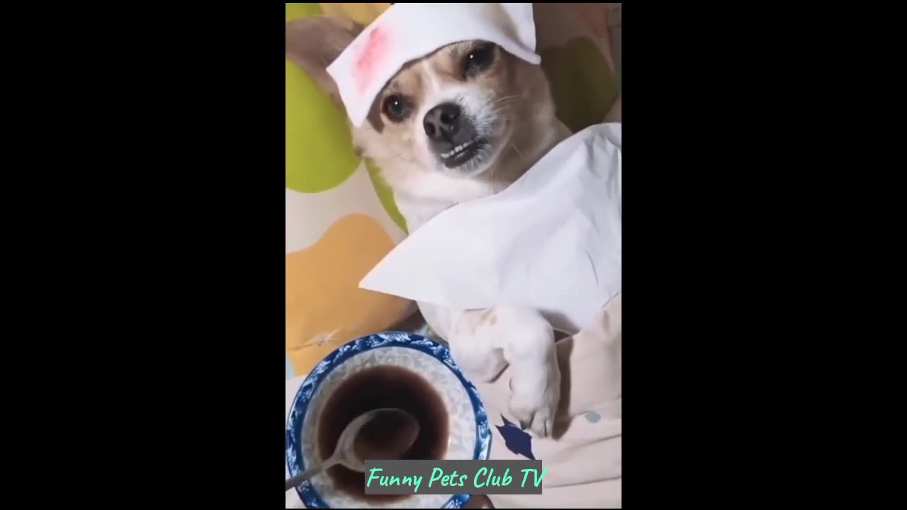 Funny Animal Videos 🤣 Funniest Cats and Dogs Videos 2024 😹🐶