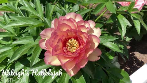 Canadian Peony Society Virtual Show