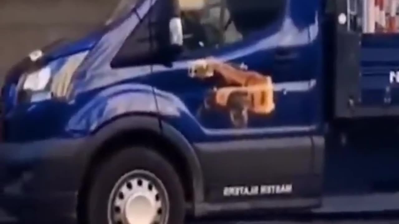 Funny animal videos