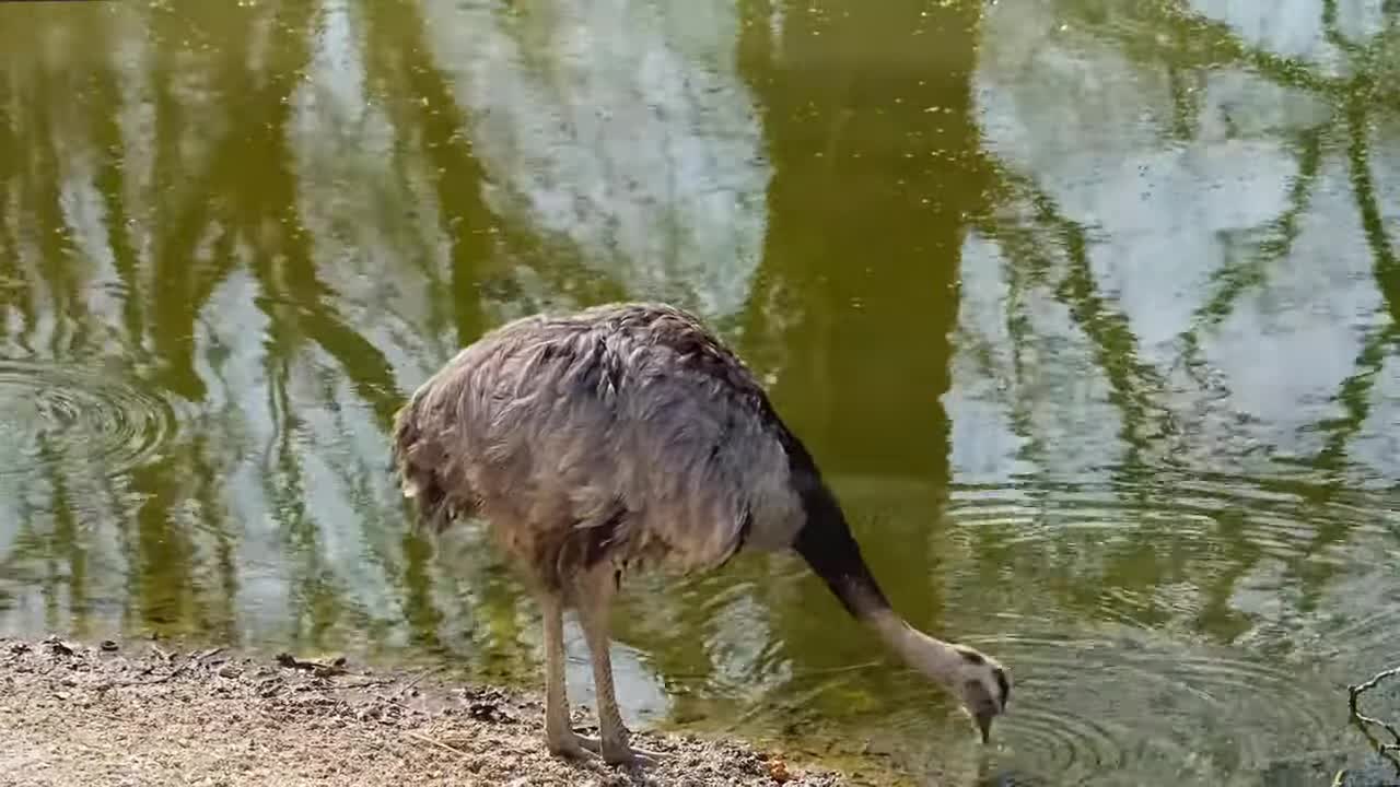 Animals' daily routines include those of dogs, birds, ducks, elephants, and fish.