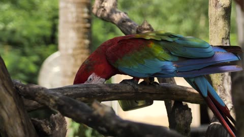 feeding on a branch