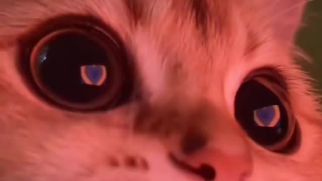 Cute cat in love 😍