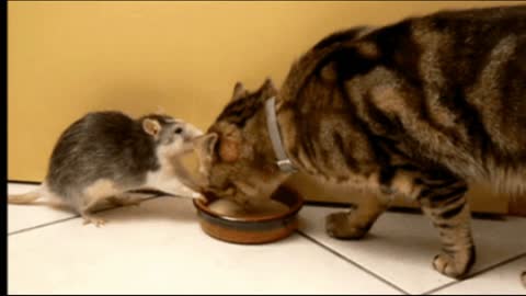 Gif video of cat sharing milk with the mouse