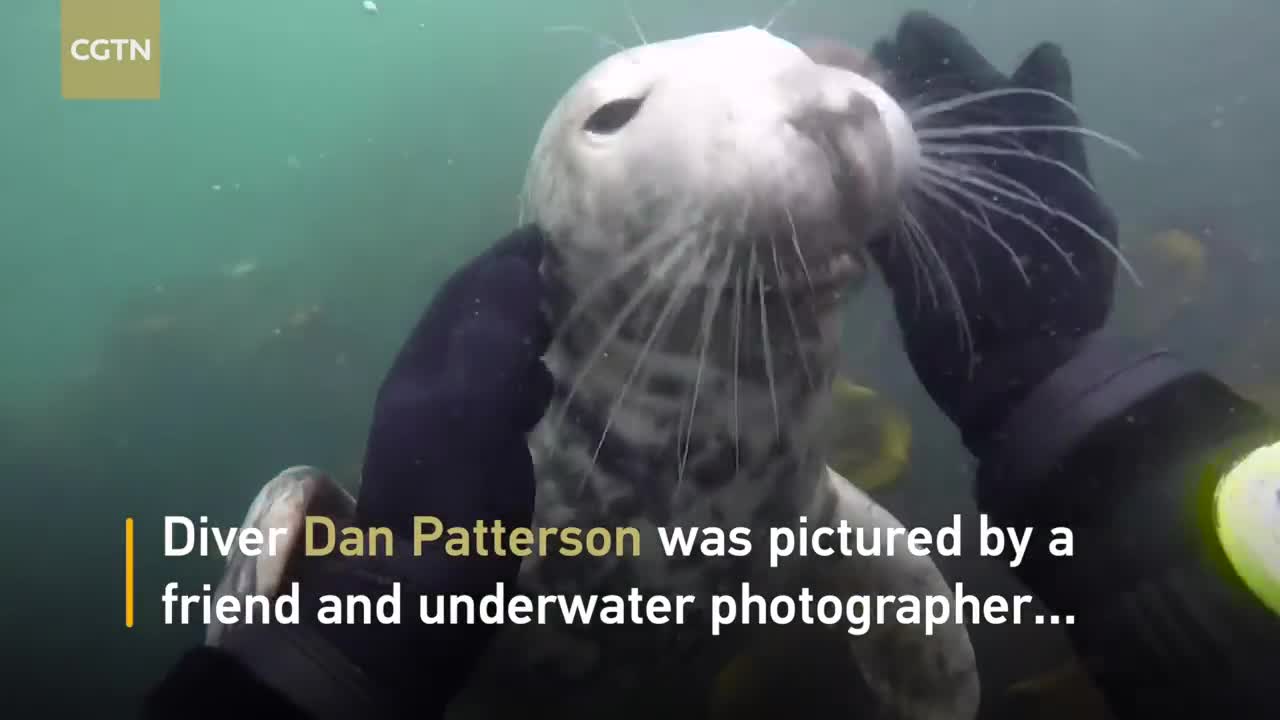 Friendly seal gets playful with diver