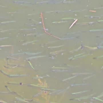 Many small fish in a river / Mini fish in the water