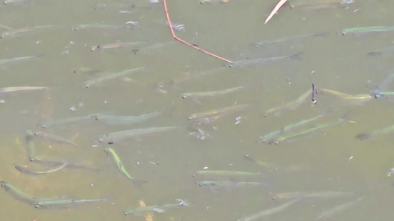 Many small fish in a river / Mini fish in the water