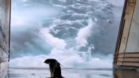 Penguins are so cute