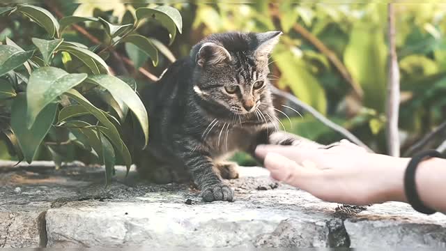 Cat Playing With Human's Hand