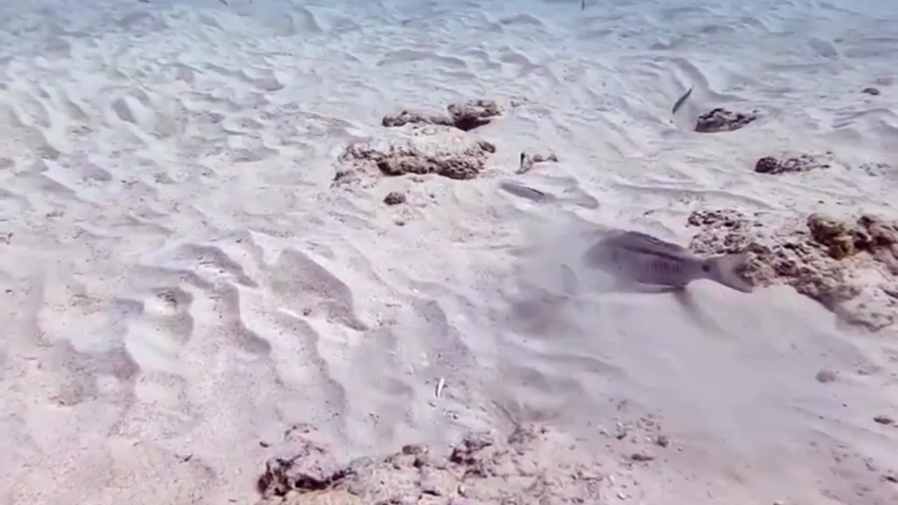 Goat fish digging holes