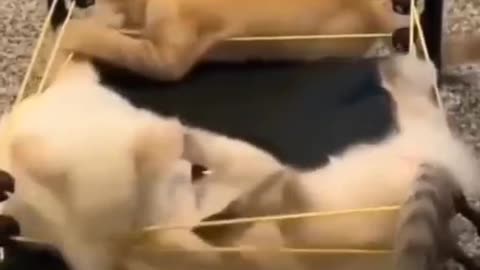 Cute and funny cat video.