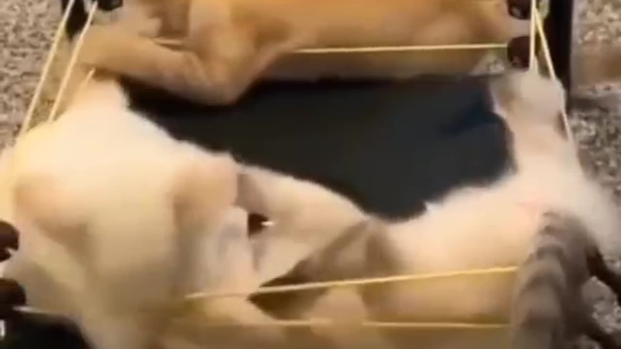Cute and funny cat video.