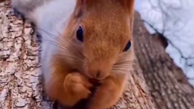 Little squirrel on the tree to enjoy the food