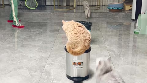 funny short cat video 2023