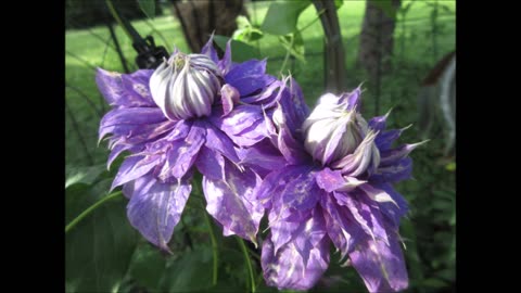 An Exalted State Purple Clematis June 2022