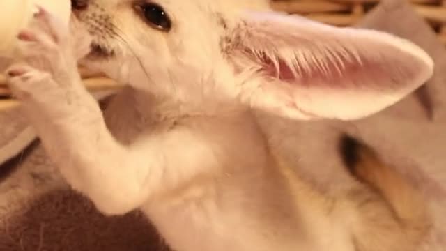 Oh, that's cute. That's cute