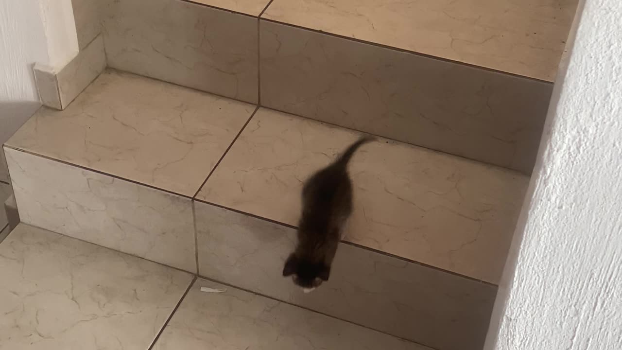 Kitten Hops Down the Stairs