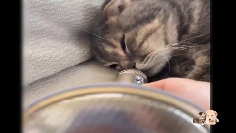 Cute Kittens Doing Funny Things