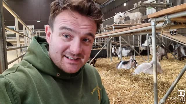 Help us name our friendly goat kid -