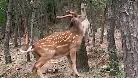 When two deer decide to settle who’s the real boss! 😂🦌💪 Who’s your pick? 😅