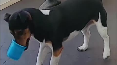 Fastest time to stack 7 cups by a dog: 12.08 secs by Rebel and Trainer Kathleen Tepperies