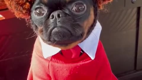 Funny Animals Series 435