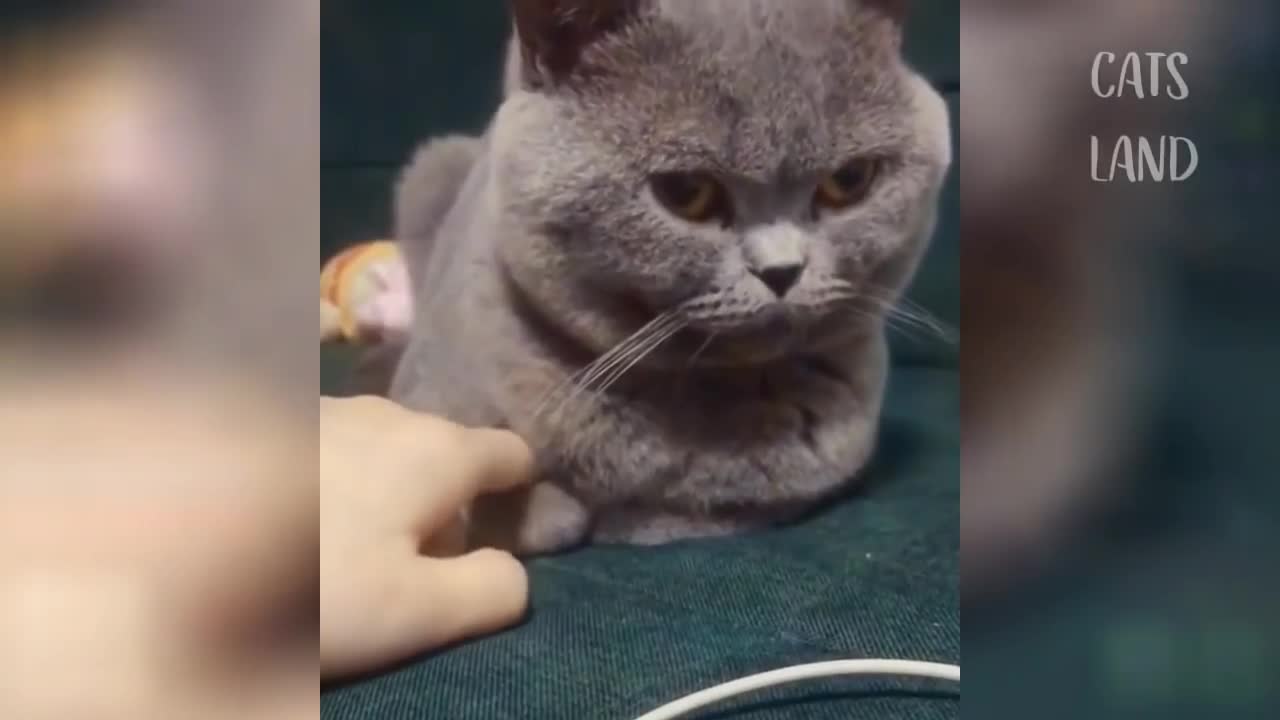 OMG So Cute Cats ♥ Best Funny Cat Videos 2021