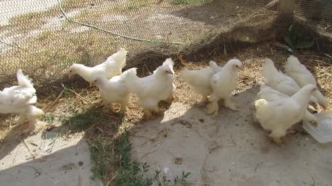 Sebright chicks (2)