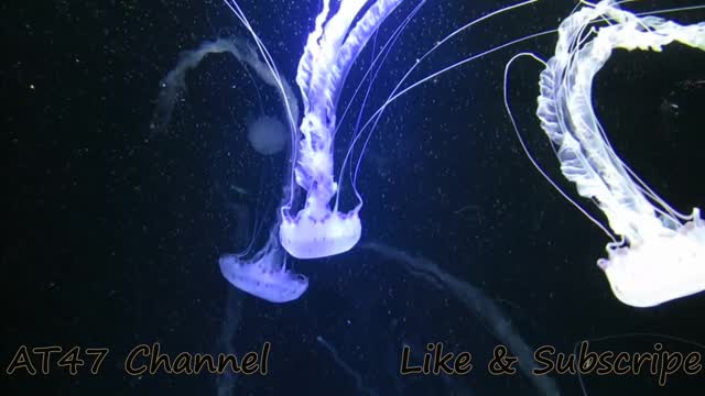 Amazing beautiful flash Jellyfish lightning in deep sea