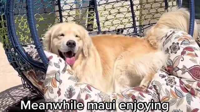 mauineedstoshowsomegratitude@maui_thegoldenpup
