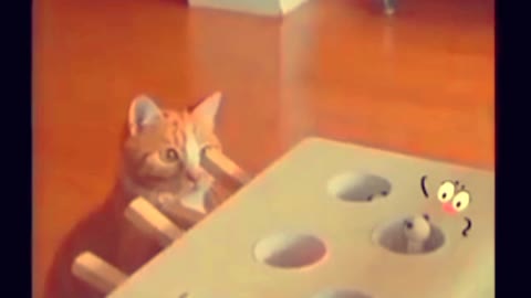 GH funny and animal cat video