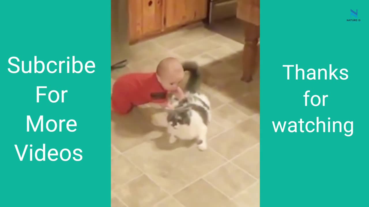 Top funny cat video