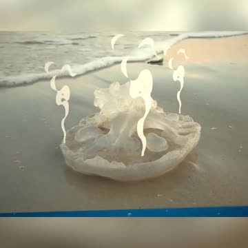 Discover the Secrets of Jellyfish: 98% Water Evaporation