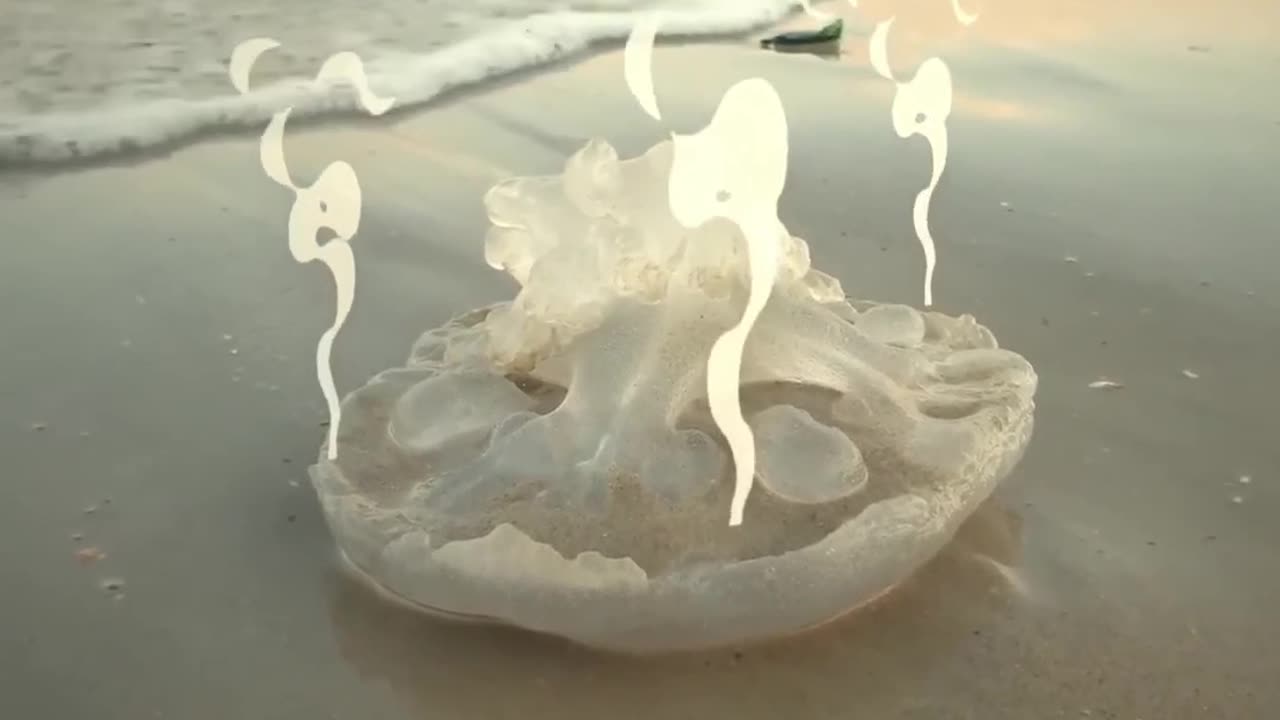 Discover the Secrets of Jellyfish: 98% Water Evaporation