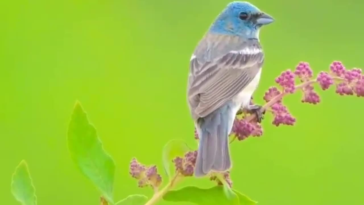 #birdslover🐦🥰👍 #subscribe #share #comment #likeforlikes