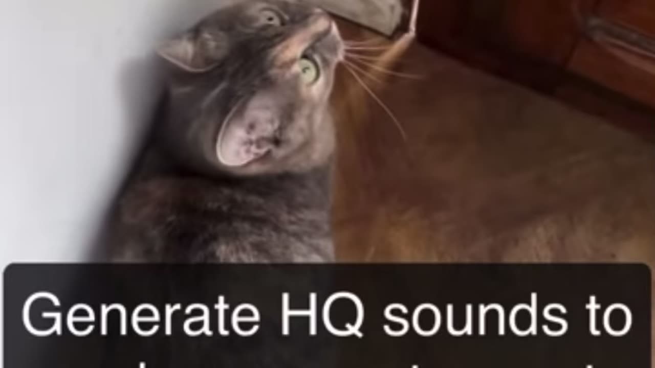 Sounds that attract cats - Meow to make cats come to you