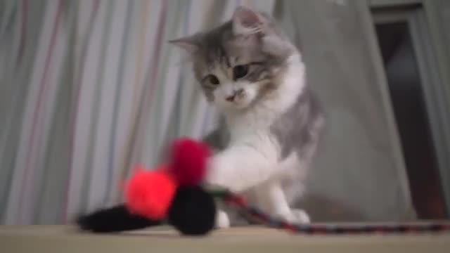 Little extra catnip playing