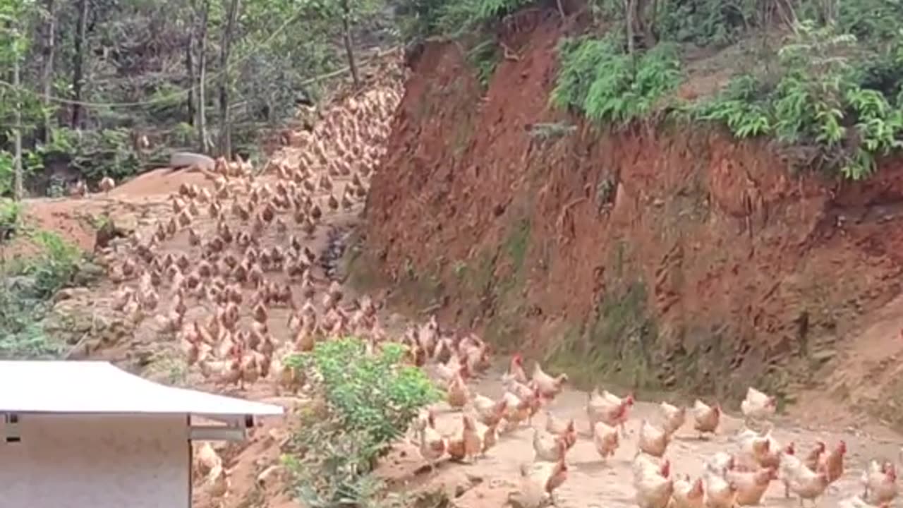 Lets goo chicken