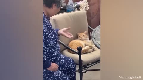 Impossible You Laugh You Lose with these FUNNIEST Animals😂