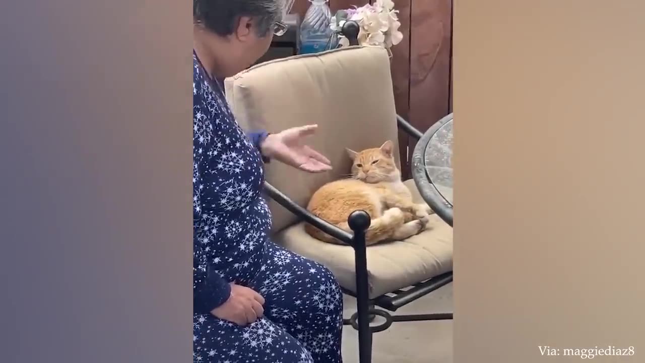 Impossible You Laugh You Lose with these FUNNIEST Animals😂